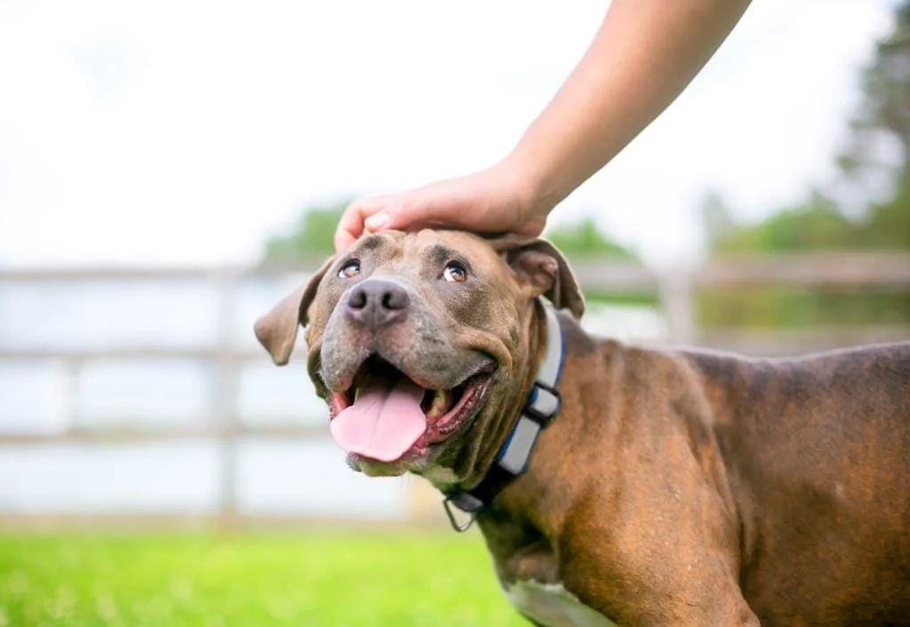 Can You Really Say No? Here Are 10 Rock-Solid Reasons Why You MUST Foster a Dog