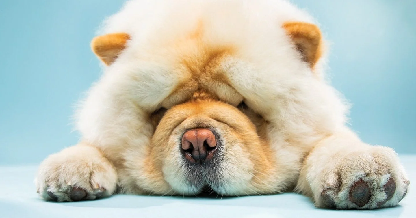 Turn Your Dog Photos From Meh to Mind-Blowing With These 9 Pro-Backed Tips
