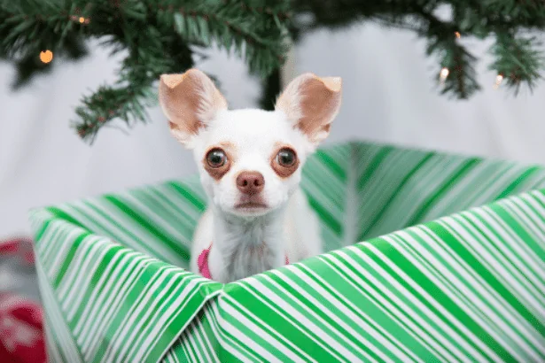The Perfect Holiday Ending? Best Friends Animal Society Says Adopt
