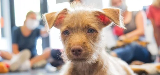 'We're Not Getting a Dog!' Then a Puppy Fell Asleep in His Arms: The Lounge Tur…