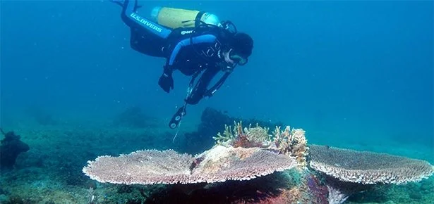 Deep Love: Say Goodbye to Your Dog With a Memorial That Lives Beneath the Sea