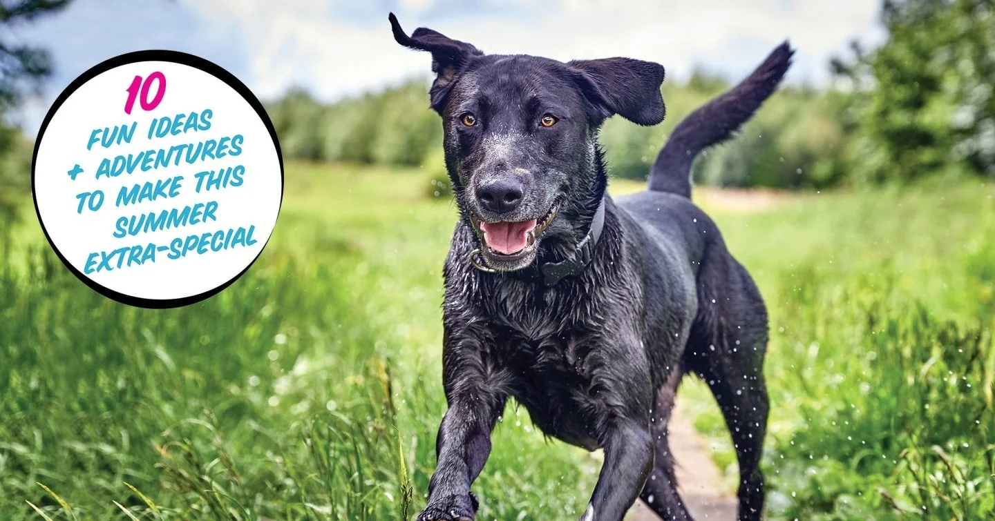 The Doggone Best Summer Ever! 10 Ways to Make Every Single Day Magic