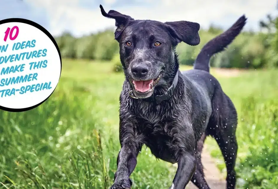 The Doggone Best Summer Ever! 10 Ways to Make Every Single Day Magic