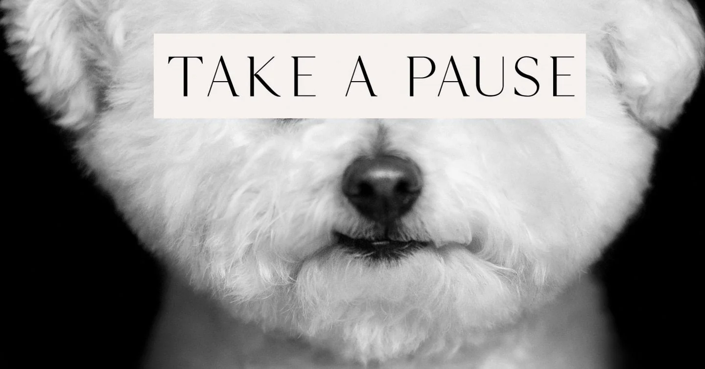 Meet the Photographer Whose 'Dog Healers' Are Prescribed for Your Soul