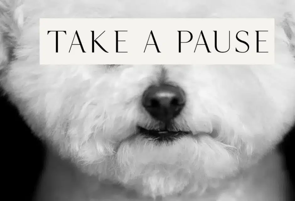 Meet the Photographer Whose 'Dog Healers' Are Prescribed for Your Soul