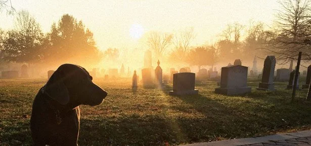 The Cemetery the Dogs Brought Back From the Brink: 'America's Hippest Graveyard…