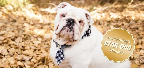 Doomed Bulldog Pup Pulls Through the Impossible — Then Takes Home the Photo Con…