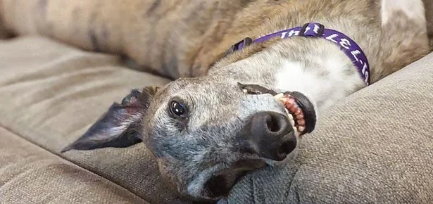 The Tracks Are Shutting Down for Good — 1,500 Retired Greyhounds Desperately Ne…