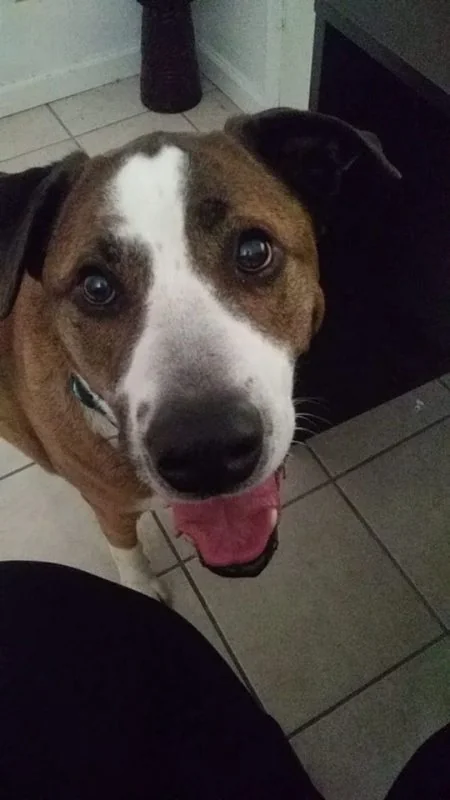 The One Good Thing About Staying Home: Foster a Shelter Pet and Save a Life