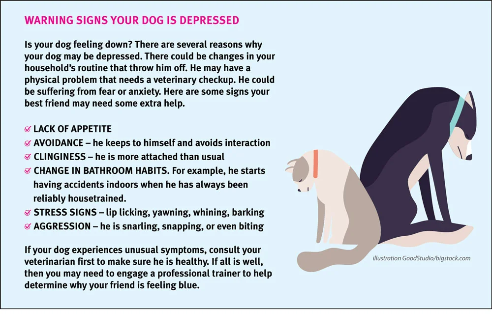 Best Friend or Just a Fan? The 4 Secret Habits of True Dog Besties