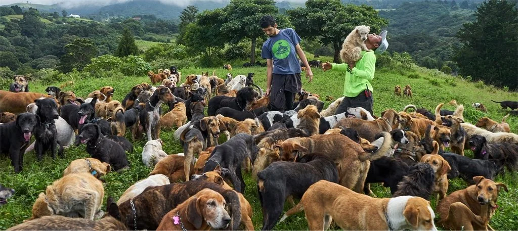 Inside the Costa Rican 'Paradise' Where 2,000 Rescued Dogs Roam Free