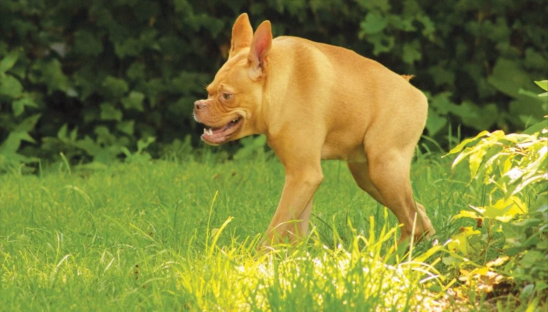 'Frog Dog' Ivy: The 5M-Follower Rescue Pup Teaching the World to Stand Tall