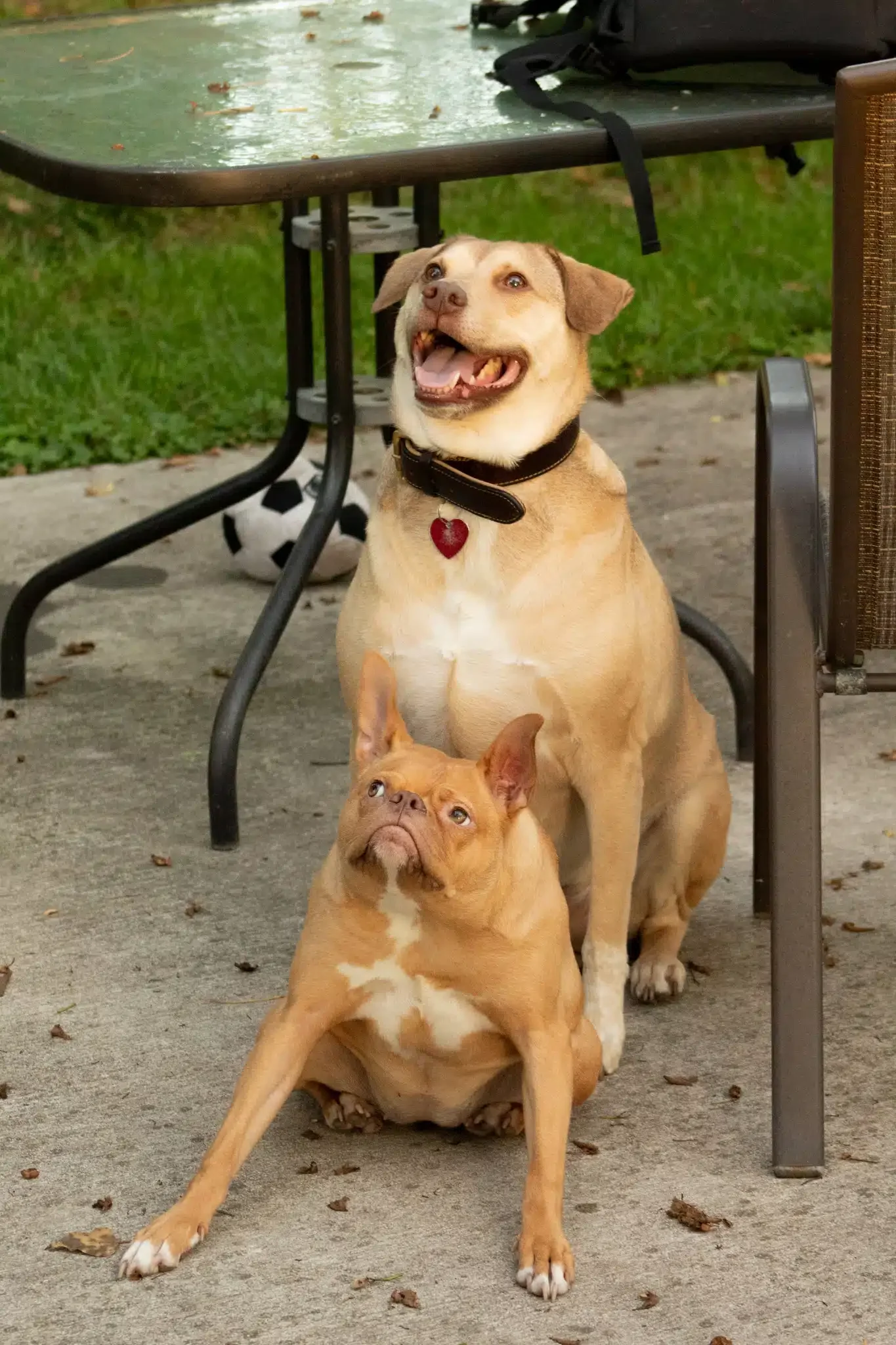 'Frog Dog' Ivy: The 5M-Follower Rescue Pup Teaching the World to Stand Tall