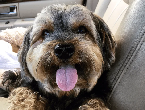 Stolen on Valentine's Day, Found by the Whole World: A Tiny Dog's Great Escape…