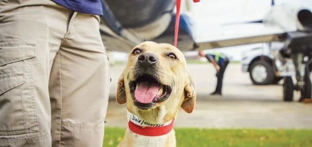 Precious Cargo: 600+ Dogs and Cats Airlifted Out of Hawaii in History-Making Re…