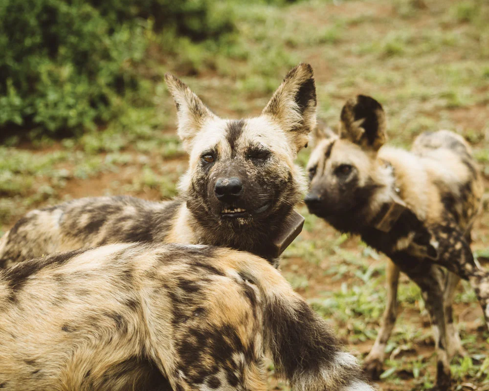 Before Dawn, He's Off to Shadow Africa's Vanishing Painted Dogs