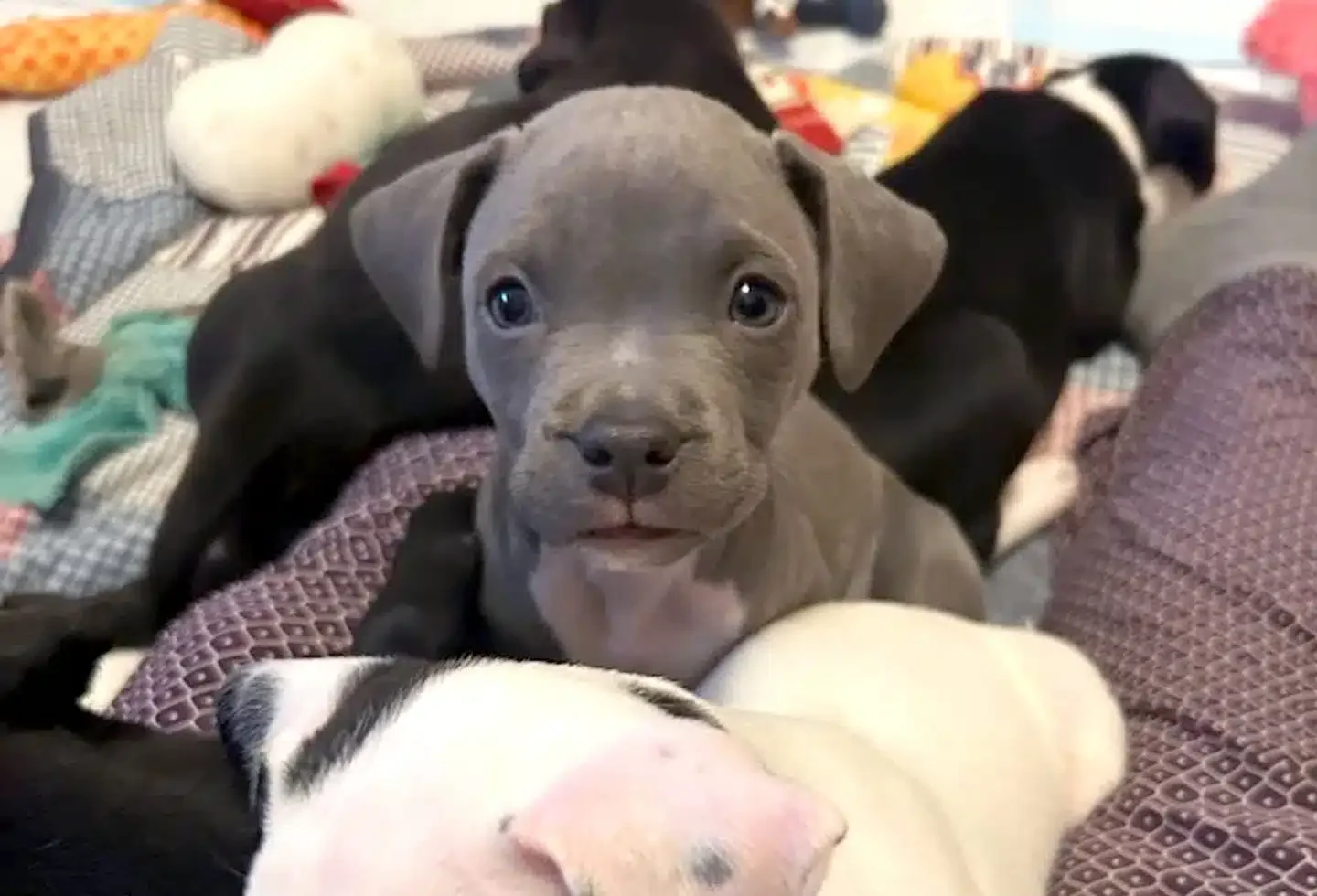 'It's Like They Just Knew': The Struggling Puppy Who Got Adopted by a Whole Oth…