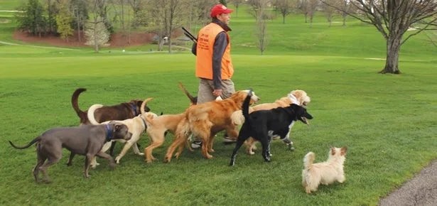 Meet the Man Who Plays Golf Every Single Day With His Pack of Rescue Dogs