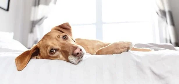The Heartbeat With Paws: A Love Letter to the Rescue Who Became My Everything