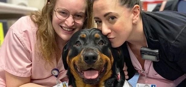 The Hero Cat 'Head Dog': A Rottweiler's Secret Mission to Soothe Stressed-Out…