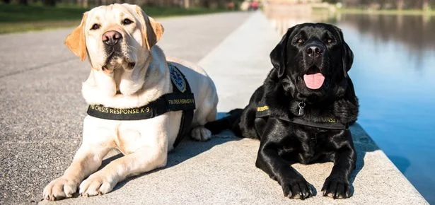 An FBI Member With Four Legs: Meet the Crisis Dog Comforting Shooting Survivors