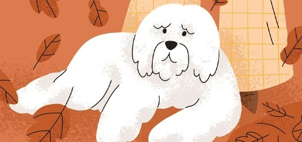 Tiny Dog Stories, Fall 2023 — Small Pups, Big Feels