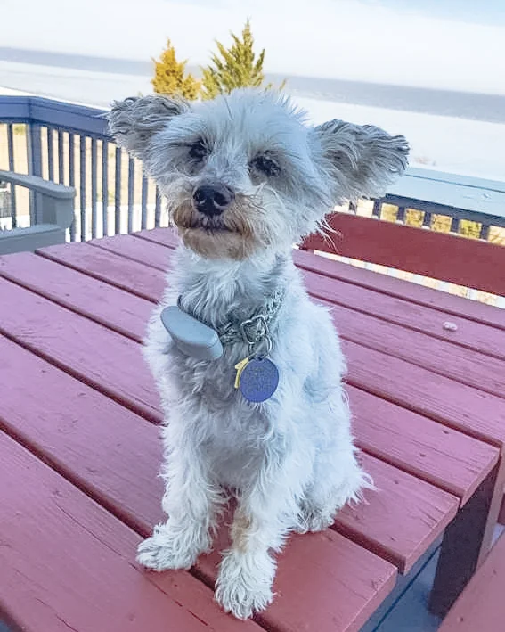 Tiny Dog Stories, Summer 2022 — Little Tails, Huge Hearts