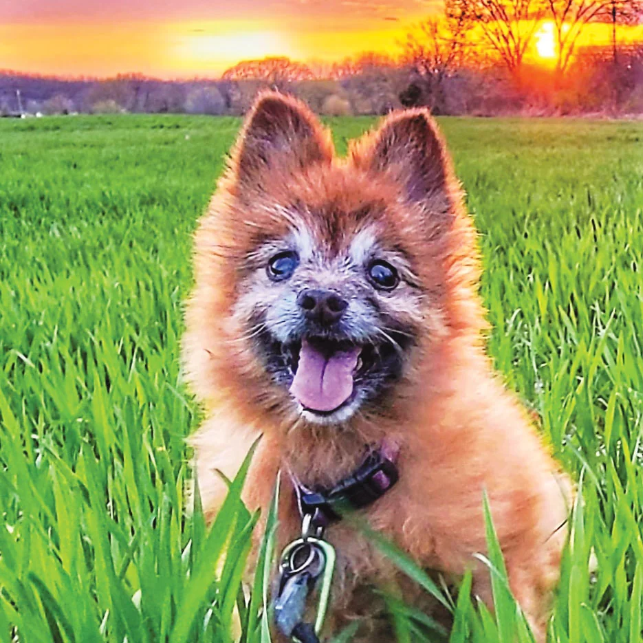 Winter's Tiny Dog Tales: 100 Words of Grief, Courage and Pure Love
