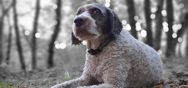 Snouts, Soil & $2,000 Fungi: Inside the Secret World of Italy's Elite Truffle-D…
