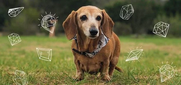 Forever on Your Finger: How Your Dog's Ashes Can Become a Gorgeous Real Diamond