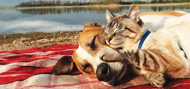 Besties Against All Odds: The Most Unforgettable (and Heart-Melting) Cross-Spec…