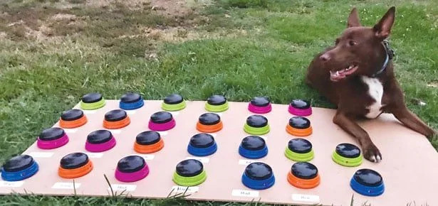 Press a Button, Say a Word: How a Speech Therapist Taught Her Dog to 'Talk' in…