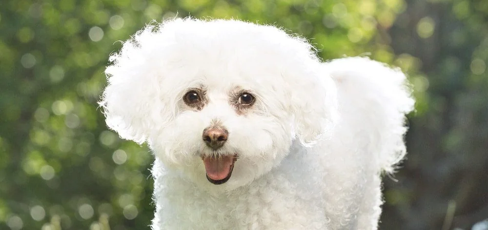 The Man Who Photographs Pups for a Living—and the $1,200 Sessions That Made Him…