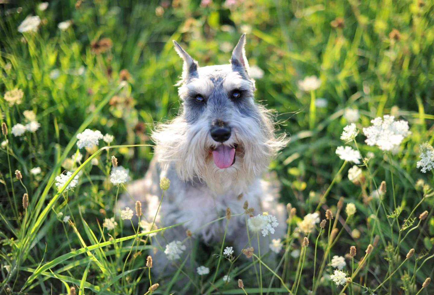 What's a Soul Dog, Really? One Photographer's Answer Is a Schnauzer Named Remin…