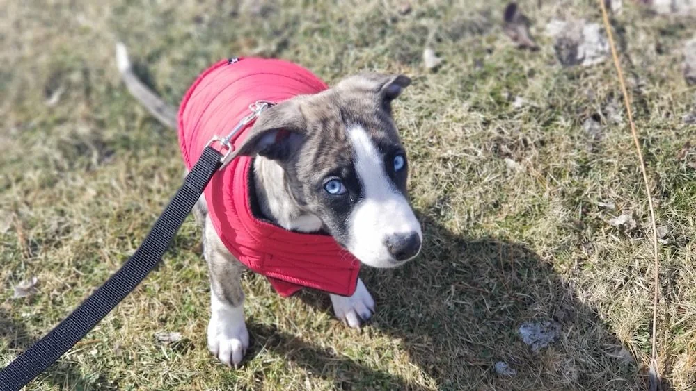 Stuck at Home? A Free App Is Racing to Pair You With a Foster Dog in Desperate…